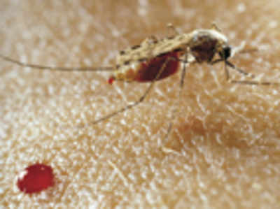 FISH method for spotting malaria in endemic areas