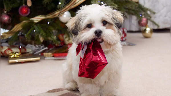 Lhasa Apso from Tibet