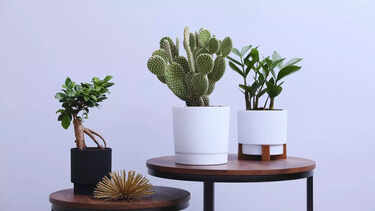5 plants you should NEVER place near the main door as per Vastu and why