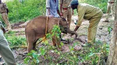 90-day-old elephant calf freed from gorge, shifted to Sakrebail camp