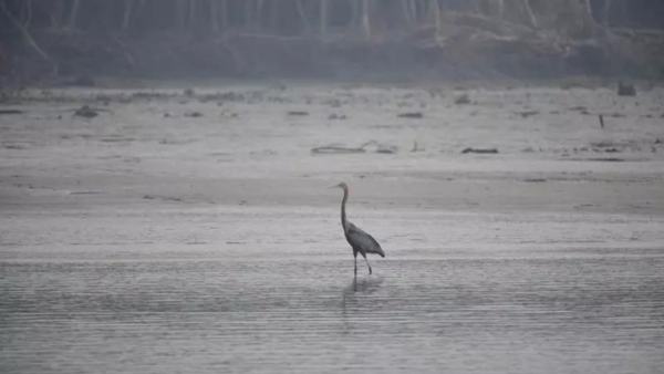 Sundarbans bird count goes up with 32k sightings, 154 species