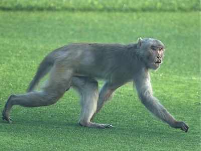 China clones five gene-edited monkeys for human disease research