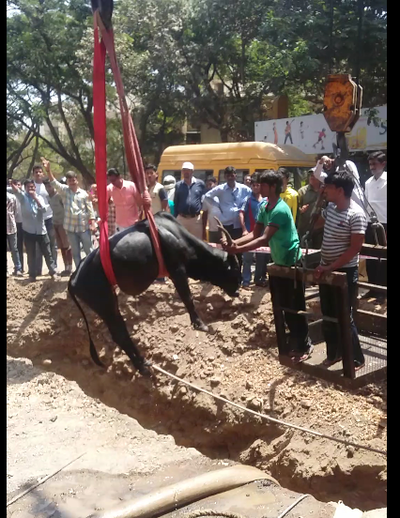 Unguarded construction site becomes a trap for stray cow
