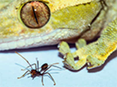 Why Spiderman can’t exist: Geckos are ‘size limit’ for sticking to walls