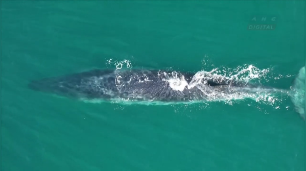 Whale returns after 100 years