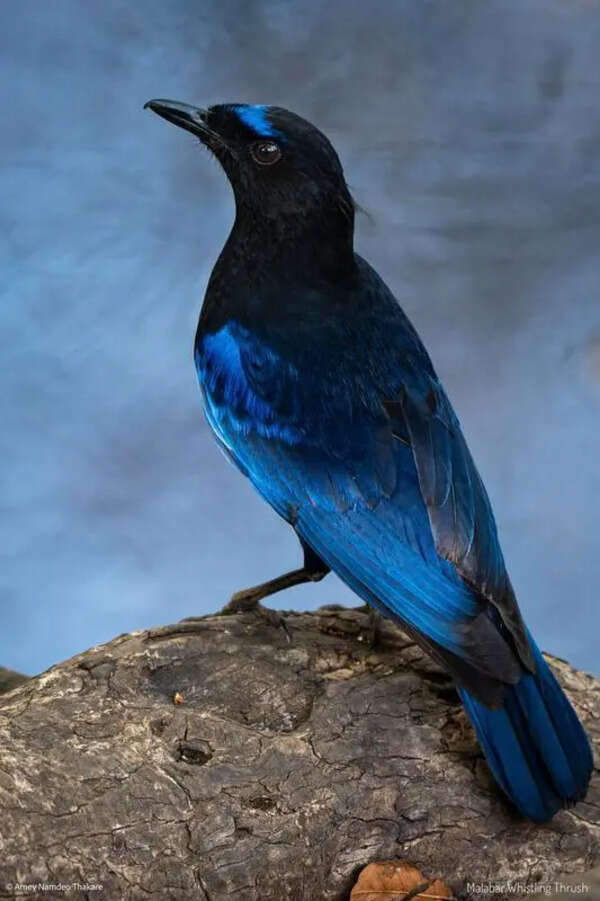 Malabar Whistling Thrush Spotted In Amravati City