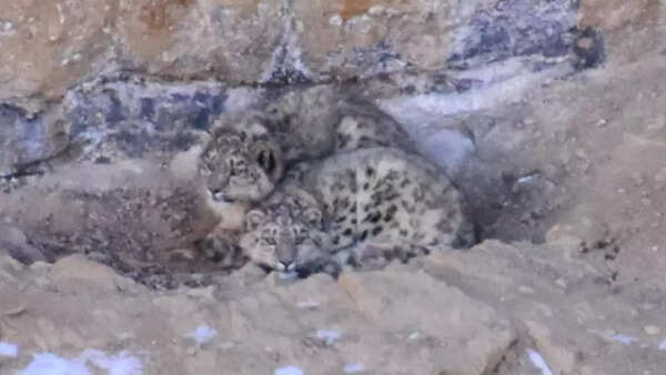 Three snow leopards spotted in Himachal Pradesh's Spiti