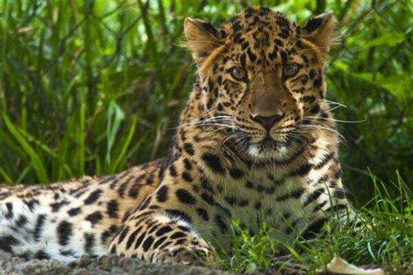 This leopard doesn’t fall for honey trap