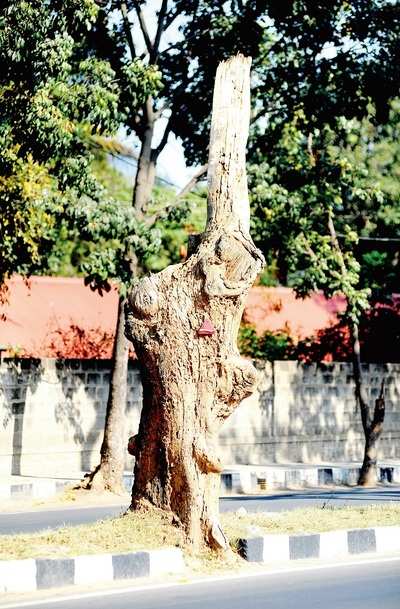 Greenocide continues in Bengaluru: Not 112, Jayamahal Road will lose 892 trees