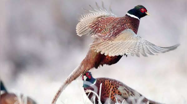 Pheasants