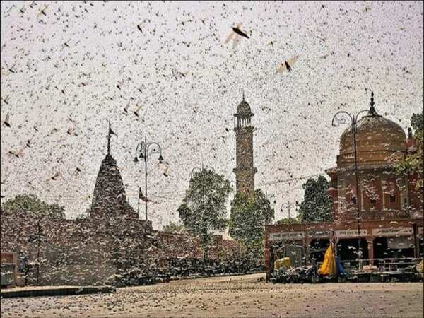 Locust swarms ‘headed’ to Delhi, UP braces for 2nd attack