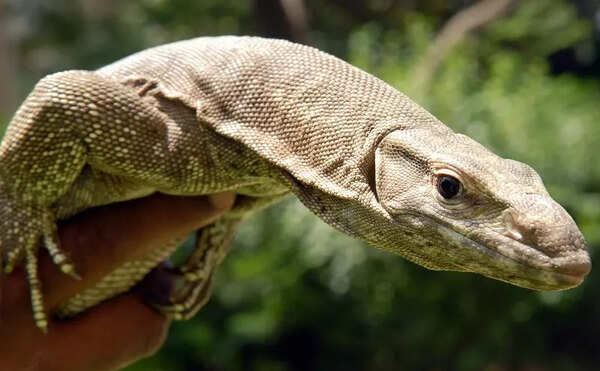 Monitor lizard poaching & meat trade rampant in T