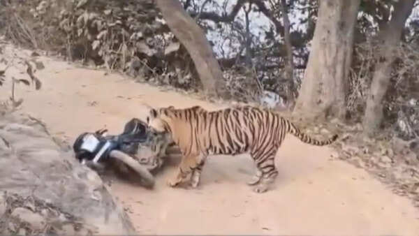 Tiger ambush in Ranthambore: Guards dump bike and sprint as big cat tears it apart