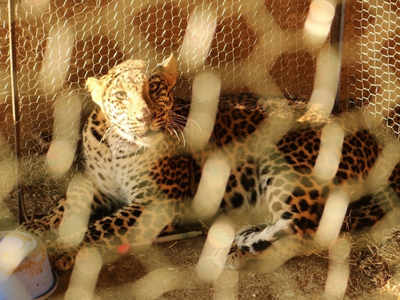 Leopard found trapped inside chicken coop in Junnar district