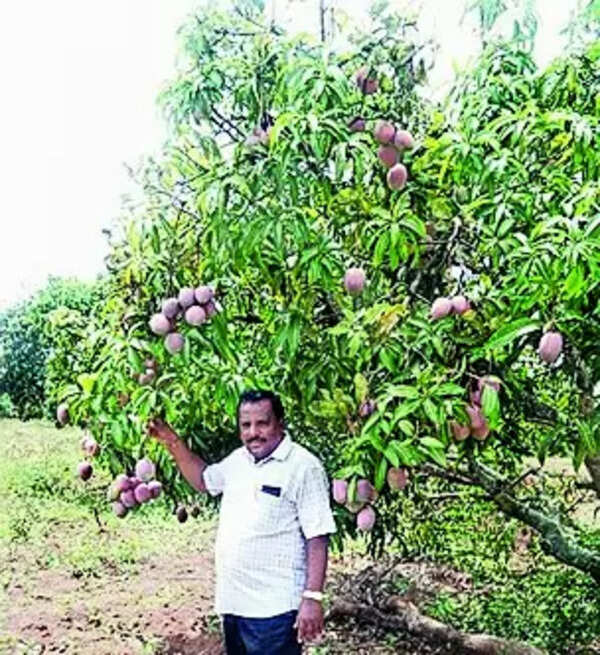 School auctions mango on its land, gets  Rs 5 lakh