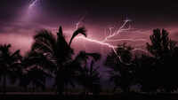 How palm trees naturally mitigate lightning strikes