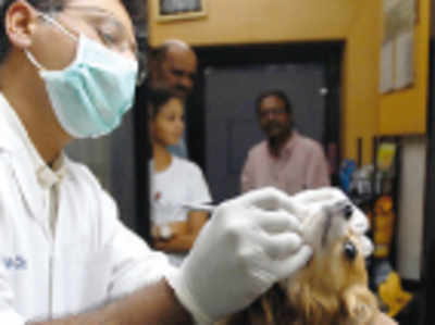 Pet Puja: Preparing for the vet & trainer