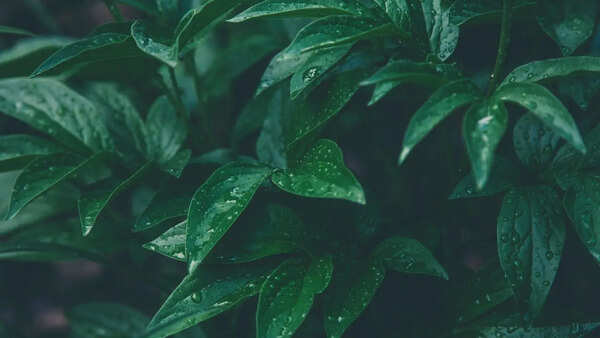 Cyborg Botany: How MIT is turning plants into interactive living technology