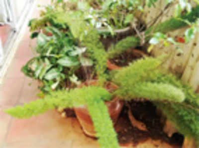 The greenskeeper: Foxtail Ferns, natural water-storing tubers