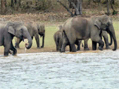 Karnataka to get second elephant reserve in Dandeli
