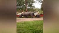 Watch: Rhinos spotted near Morigaon’s Range office campus in search of food 