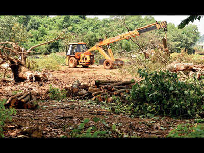 Don’t cut any more trees at Aarey: Supreme Court