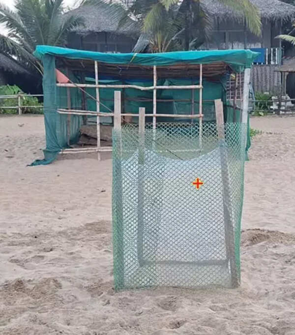 Season’s 1st Olive Ridley comes to Goa's Agonda beach, lays 65 eggs