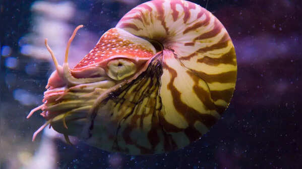 Nautilus