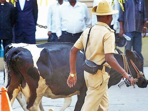 Bengaluru police's 'most wanted' is a cow
