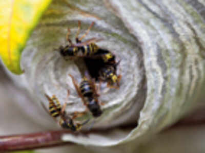 Wasps help scientists decode the secrets of group communication