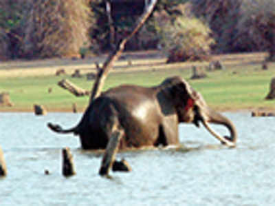 Cruise the Kabini from 2017
