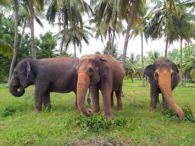 Hasty translocation of three Kanchi Mutt elephants raise the hackles of animal lovers
