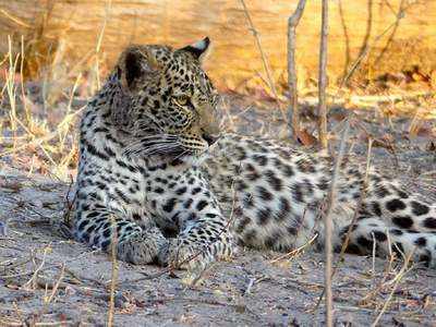With 60 per cent rise, India's leopard population touches 12,852