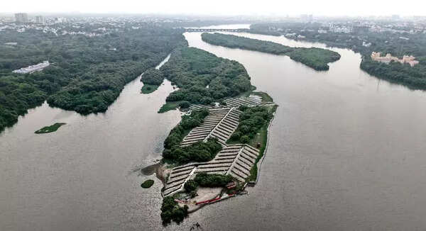Forest officials complete third phase of mangrove sapling planting along Old Mahabalipuram Road in Chennai