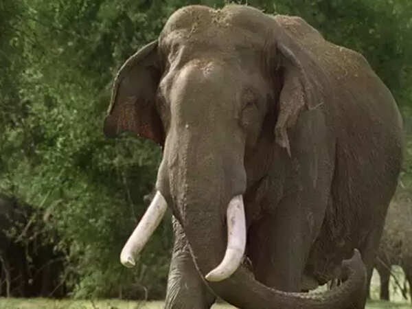 Tusker injures 21 tribal hunters in Bengal