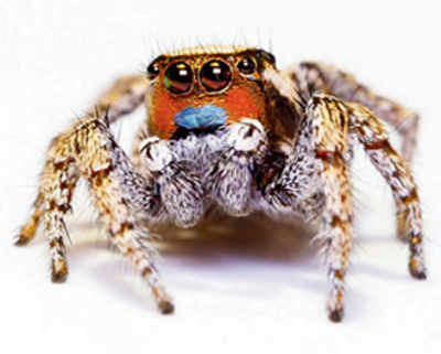 Jumping spiders are masters of miniature colour vision