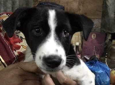 Mumbai's Secret Santas: Meet Danielle Singh, the dog whisperer of Kannamwar Nagar