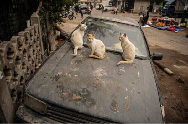 Why cats are at a higher risk of Covid-19 than dogs, but bears don’t face a threat