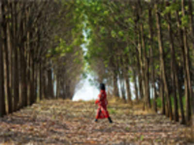 Demand for rubber threatens forests in Asia
