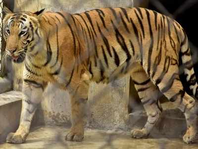 Byculla zoo may get two tigers from Aurangabad zoo