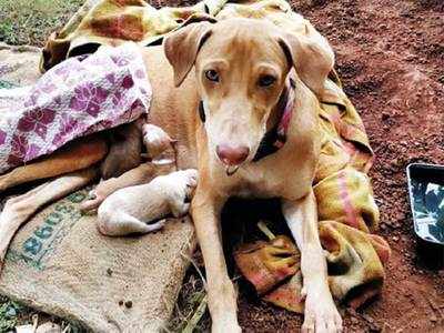 Kharghar residents open their homes for pregnant stray dog; Brownie has delivered three pups