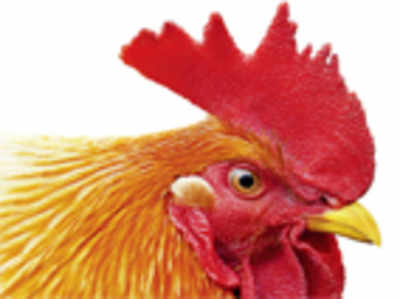 Chickens could help reverse deafness