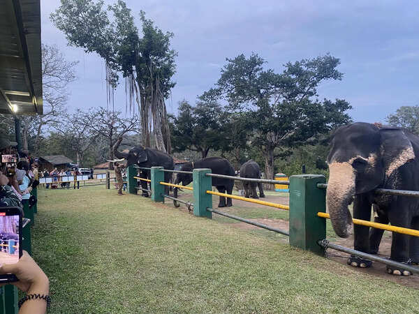 Karnataka may follow Theppakadu model for elephant camp SOP