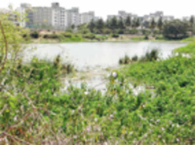 25,000 fishes to clean up & rejuvenate Whitefield lake