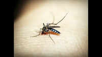 Surveillance intensifies amid malaria infections at Aldona
