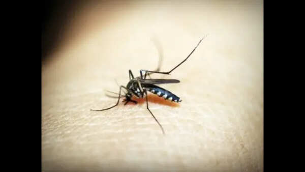 Surveillance intensifies amid malaria infections at Aldona