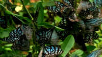 Butterflies begin their seasonal migration to Western Ghats 