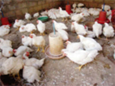 ‘Bird flu’ in Mysore, fear spreads to Bangalore