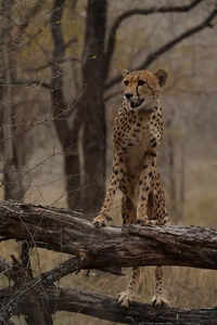 Three roars for Mukhi: India&rsquo;s 1st wild cheetah cub turns 3 in MP&rsquo;s Kuno
