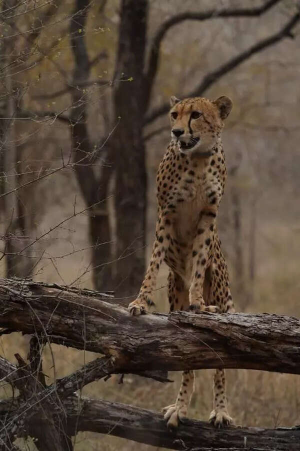 Three roars for Mukhi: India’s 1st wild cheetah cub turns 3 in MP’s Kuno